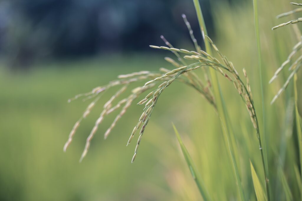 variedades de arroz